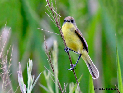 PIOJITO AMARILLO (Pseudocolopterix flaviventris)  - Estero De Pelotas-ROCHA (Enero 2011)